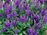 خواص مریم گلی