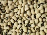 خواص لوبیا چشم بلبلی