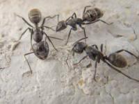 ترافیک مورچه ها