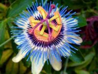 خواص گل ساعتی