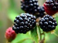 خواص توت سیاه