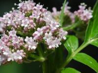 خواص سنبل الطیب