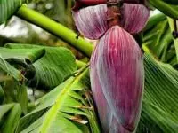 خواص گل درخت موز