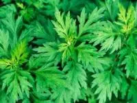 گیاه افسنطین
