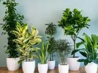 مشکلات گیاهان آپارتمانی