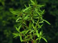 خواص مرزه