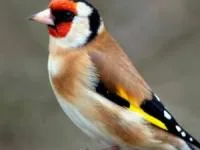 سهره