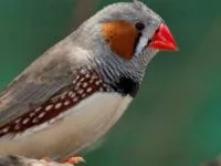 فنچ