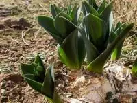 پیاز عنصل