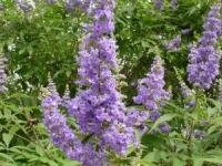 خواص گیاه پنج انگشتی