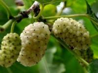 خواص توت سفید