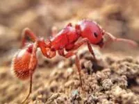 خطرناک ترین مورچه ها
