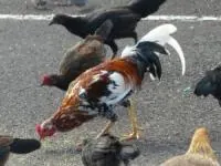 خروس در جزیره