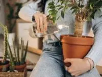 آبیاری گیاهان آپارتمانی