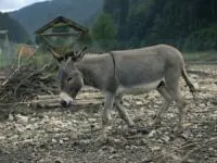 کشتن الاغ
