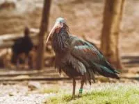 حیوانات وحشتناک