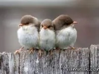 پرواز هواپیما