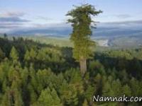 بلندترين درخت