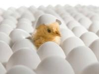 دستگاه جوجه کشی