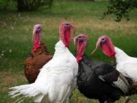 پرورش بوقلمون