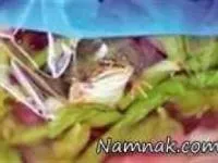 قورباغه