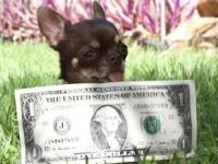 تصاویر کوچکترین سگ دنیا