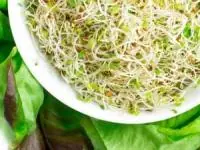 طرز تهیه غذا با یونجه