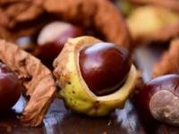 نگهداری شاه بلوط