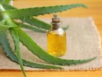 درمان و رفع ترک های پوستی با آلوئه ورا