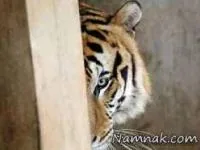 معبد ببرها