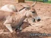 دعوای الاغ