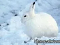 خرگوش قطبی