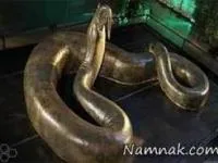 ترسناک ترین مارهای جهان