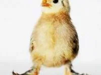 تخم مرغ حلزونی
