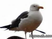 بلعیدن موش