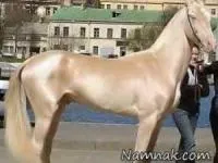 گرانترین اسب دنیا