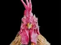 خروس