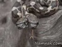 مار دو سر