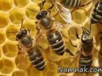 زنبور