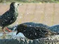 خودکشی پرندگان