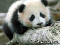 پاندا