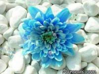 جملات کوتاه