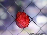 جملات بزرگان