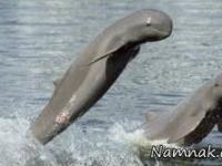 حیوانات عجیب