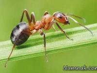 انسان و حیوانات