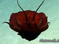 عجیب ترین موجودات