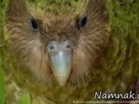 جانوران شگفت انگیز