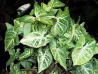 گیاهان گوش گرگی 