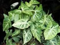 گیاهان گوش گرگی 