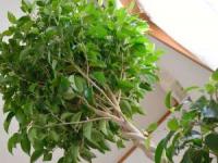 فیکوس بنجامین